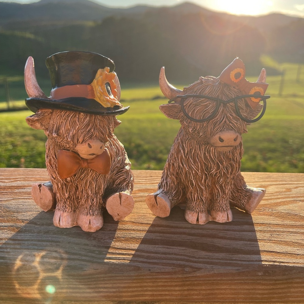 Fall set of boy & girl highland cows